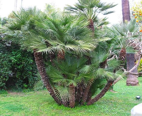 Top 20 Palm Trees That Can Survive Freezing Weather Mexican Palm Tree, Bottle Palm Tree, Livistona Chinensis, European Fan Palm, Cold Hardy Palm Trees, Mexican Fan Palm, Florida Palm Trees, Short Palm Trees, Small Palm Trees