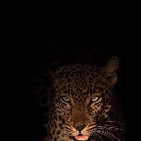 RAWR SZN on Instagram: "Graceful female leopard prowling in the night.  (Via: @jasoncstreet / @sabisabireserve)" Me As A Animal Aesthetic, Small Aesthetic Pictures, Black Leapord Aesthetic, Black Leopard Aesthetic, Leopard Girl Aesthetic, Leopard Widget Aesthetic, Leopard Widget, Leopard Prowling, Brown And Black Aesthetic