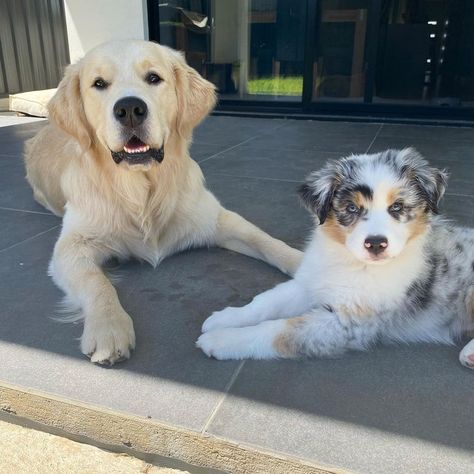 Golden Aussie Puppy, Golden Retriever And Australian Shepherd, Aussie Puppy, Aussie Shepherd, Golden Retriever Mix, Aussie Puppies, Us Core, Where It All Began, My Future Life