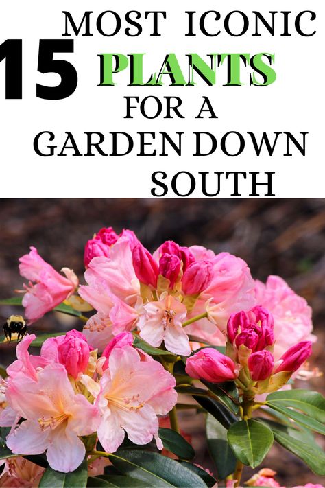 Southern Gardens Backyards, South Carolina Yard Landscaping, Plants Native To South Carolina, Southern Gardens Ideas, Best Plants To Grow In Nc, North Carolina Plants Gardening, South Carolina Flowers, South Carolina Wildflowers, South Carolina Landscape Ideas