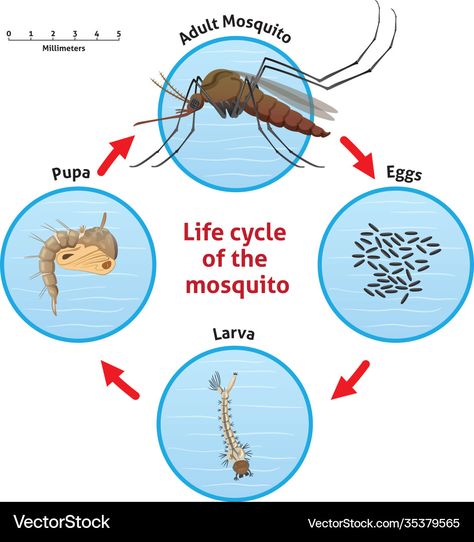 Life Cycle Of A Mosquito, Mosquito Life Cycle, Kill Mosquito Larvae, Insect Life Cycle, Kill Bed Bugs, Bee Activities, Mosquito Larvae, Life Cycles Activities, Fine Motor Activities For Kids