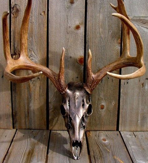 Deer Horns Decor, Buck Mounts, Deer Mount Ideas, Antler Projects, Antler Ideas, Deer Antler Decor, Horns Decor, European Mount, Tattoo Animal