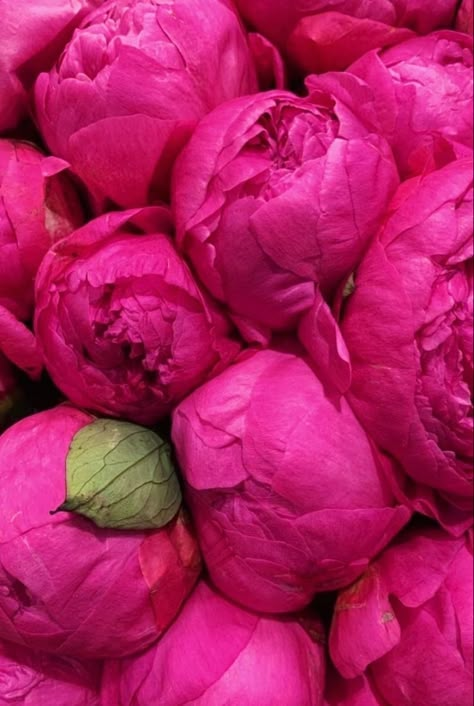 Peonies And Hydrangeas, Instagram Russia, Peony Wallpaper, Flower Therapy, Beautiful Bouquet Of Flowers, Beautiful Flower Arrangements, Flowers Wallpaper, Home Flowers, Flower Beauty