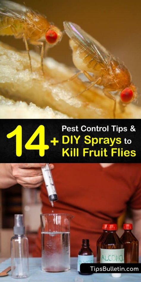 Learn how to make a homemade fruit fly spray or fly trap in a few simple steps. Fruit flies love the scent of overripe fruit, and it’s easy to draw them into a plastic wrap trap with cider vinegar or eliminate them with a dish soap spray. #homemade #fruit #fly #spray Homemade Fly Killer, Fruit Fly Spray Diy, Fruit Fly Repellent, Fruit Fly Spray, Killing Fruit Flies, Kill Fruit Flies, Homemade Fruit Fly Trap, Fruit Fly Killer, Homesteading Hacks