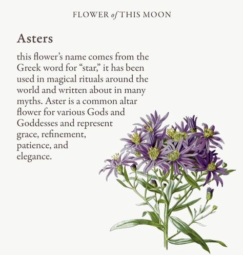 Aster Flower Meaning, Pretty Flower Names, Flower Dictionary, Aesthetic Letters, Magical Herbs, Victorian Flowers, Flower Meanings, Moon Garden, Flower Names