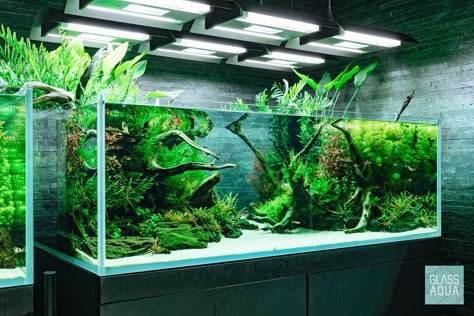 Tokyo Sumida Nature Aquarium By Takashi Amano | Glass Aqua T… | Flickr Natural Aquarium Ideas, Nature Aquascape, Takashi Amano, Fish Tank Design, Aquascape Design, Fresh Water Fish Tank, Nano Aquarium, Aquarium Landscape, Nature Aquarium