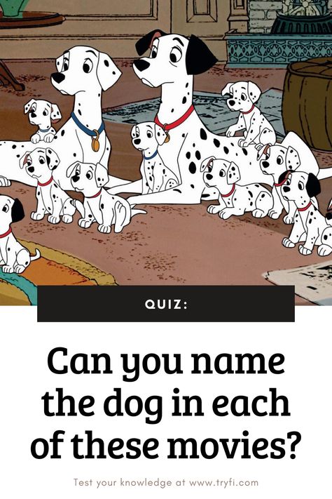 Time for another fun quiz! Can you name the dog in each of these blockbuster movies? Grab the popcorn and get started! Dog Quizzes, Dog Breed Quiz, Dog Quiz, Dog With A Blog, Quiz Names, Movie Quiz, Dog Movies, What Kind Of Dog, Popular Dog Breeds