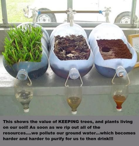 Water Filtration Experiment, Vetenskapliga Experiment, Science Experience, Kid Science, نباتات منزلية, Fair Projects, Preschool Science, Science Fair Projects, Homeschool Science