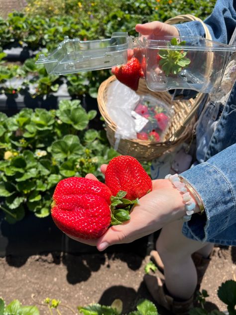 #strawberry #farm #dateideas #date #strawberries #picking #yum #sweet #season #spring #fruit #berry #baking #fruitsbasket #garden #aesthetic Berry Picking Aesthetic, Weird Food Combinations, Food Combinations, Spring Fruit, Gods Princess, Strawberry Farm, Berry Picking, Strawberry Picking, Fruit Picking