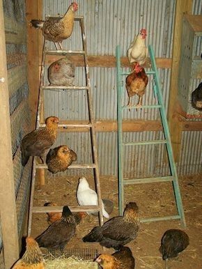 Chicken Roost, Easy Chicken Coop, Chicken Coop Garden, Portable Chicken Coop, Backyard Chicken Coop Plans, Diy Chicken Coop Plans, Chicken Coop Run, Urban Chickens, Backyard Chicken Farming