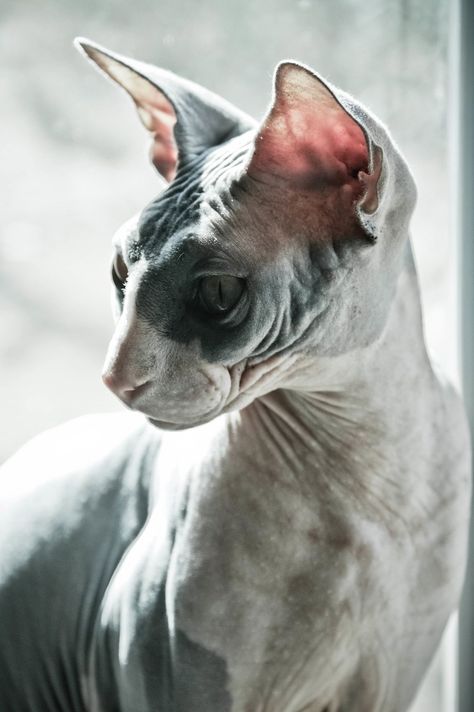 Sphynx, hairless cat, cat photography Fluffy Cat Breeds, Sphinx Cats, Sphynx Cats, Sphinx Cat, Cornish Rex, Rex Cat, Hairless Cat, Desenho Tattoo, Cat Photography