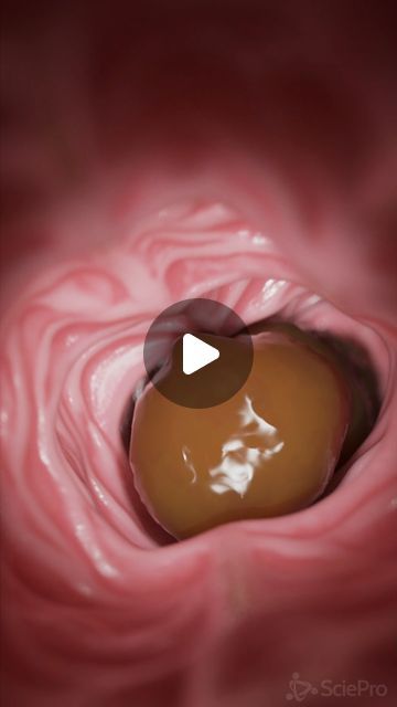 Digestive Anatomy, Process Of Digestion, Body Animation, Intestines Anatomy, Earth Live Wallpaper, Human Anatomy Female, Happy 15 August, Thinking Pose, Harley And Joker Love