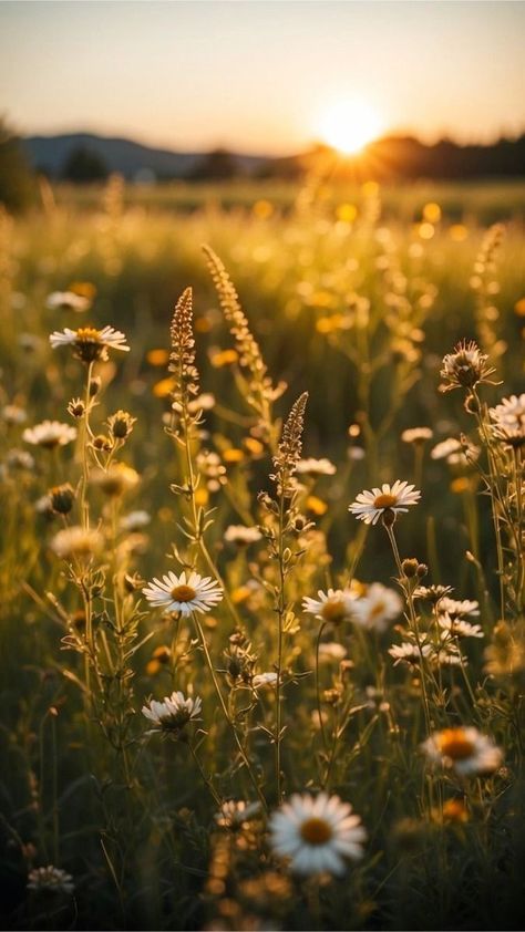 Bathroom Aesthetics, Groovy Vibes, Perfect Sunset, Summer Meadow, Wildflower Meadow, Pretty Landscapes, Vintage Bathroom, Save The Day, Nature Aesthetic