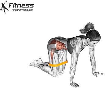 Clamshell Exercise, Fire Hydrant Workout, Dumbbell Back Workout, Leg Workouts Gym, Pilates Workout Plan, Fire Hydrants, Best Resistance Bands, Gluteal Muscles, Glute Exercises