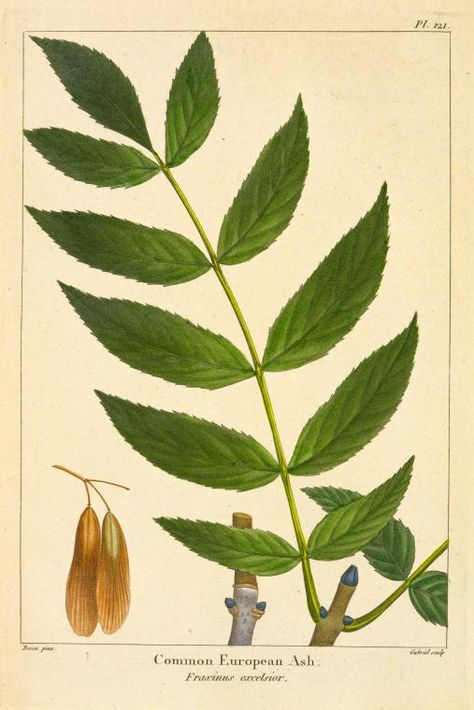 Common European Ash (Fraxinus excelsior) - ID: 1263454 - NYPL Digital Gallery Fraxinus Excelsior, Magical Trees, Witch School, Ash Leaf, Garden Magic, Polish Folk Art, Magical Tree, Plant Book, Ash Tree