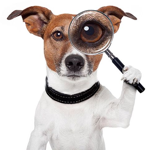 A BIG EYE Dog Search, Dog Skin, Healthy Pets, Puppy Care, Pet Sitters, Jack Russell Terrier, Dog Health, Pet Health, Dog Care