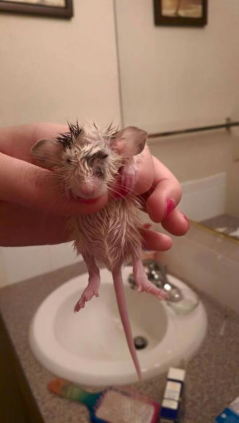 "Pete" after a bath Rat Bathing, Wet Rat, Rats Showering, Rat Taking A Bath, Puppy Room, Funny Rats, Rats Meme Funny, Cutee Animals, Fancy Rat