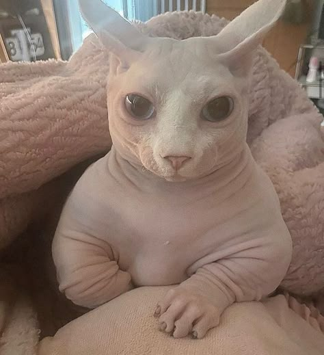 Cute Hairless Cat, Hairless Cats, Silly Kitties, Sphynx Cats, Hairless Cat, Cats Pictures, Silly Cats Pictures, Sphynx Cat, Silly Animals