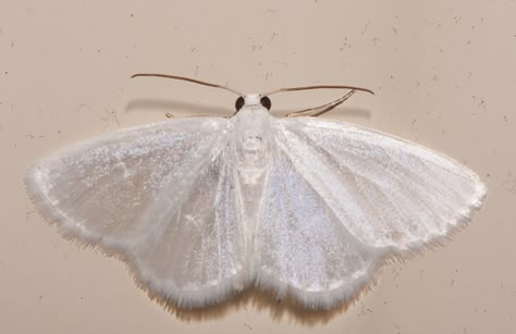 White Moths Aesthetic, White Moth Wings, White Moth Dress, White Satin Moth, White Moth Tattoo, White Witch Moth, White Moths, White Ethereal, Light Goth