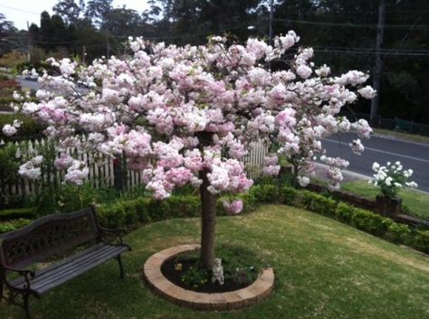 Garden With Cherry Blossom Trees, Japanese Cherry Blossom Landscape, Cherry Blossom Front Yard, Cherry Blossom Courtyard, Cherry Blossom Tree Backyard, Blossom Tree In Garden, Cherry Blossom Tree In Garden, Blossom Tree Garden, Cherry Blossom Tree Landscape