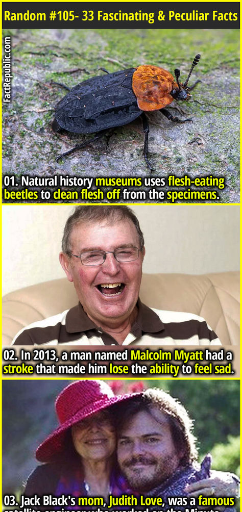 01. Natural history museums uses flesh-eating beetles to clean flesh off from the specimens. Flesh Eating Beetles, Fact Republic, Natural History Museum, Garage Design, Random Facts, Guy Names, Beetles, Read Later, Natural History