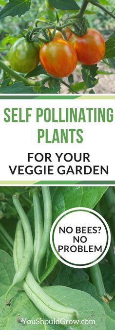 Organic Christmas, Gardening Services, Hydroponic Farming, Hydroponics Diy, Hydroponic Growing, Organic Compost, Organic Garden, Homestead Survival, Organic Gardening Tips