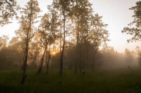 Kill Mosquito Larvae, Mars Retrograde, Poison Oak, Heat Index, Farmers Almanac, Old Farmers Almanac, Humid Weather, Question Of The Day, Hot And Humid