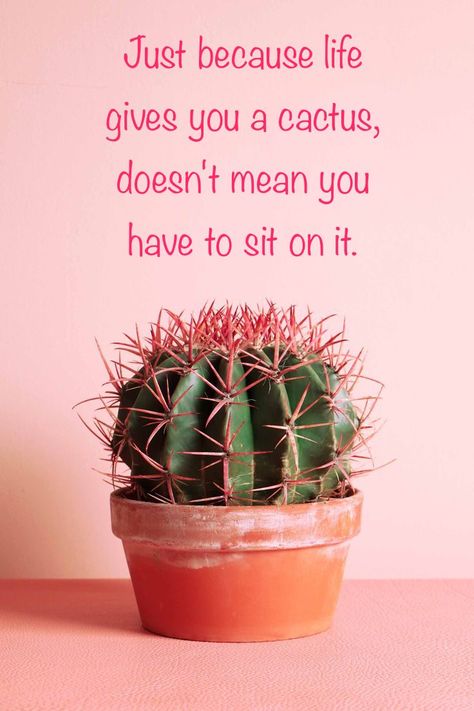 Just because life gives you a cactus, doesn't mean you have to sit on it. Sit On A Cactus, Cactus Quotes, Cactus Funny, Spirit Lead Me, Whatever Is True, Just Because, Cactus, Funny Quotes, Funny