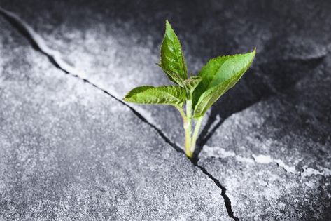 Green sprout growing in stone slab rebir... | Premium Photo #Freepik #photo #plant-growth #tree-growth #plant-grow #growing-tree Sprout Growing, The Stone, Vector Photo, Premium Photo, New Life, Sprouts, Plant Leaves, Stone, Plants