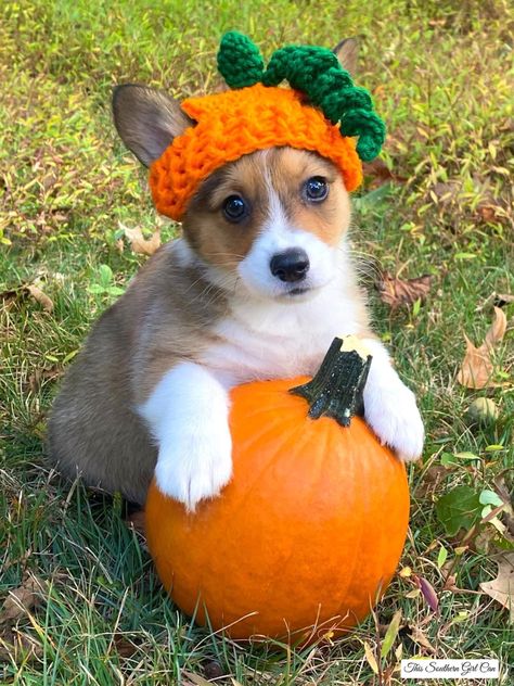 Corgi Pumpkin, Halloween Costumes For Corgis, Corgi Thanksgiving, Corgis In Costumes, Ribbon Candy, Candy Cane Wreath, Corgi Meme, Wreath Maker, Cute Corgi