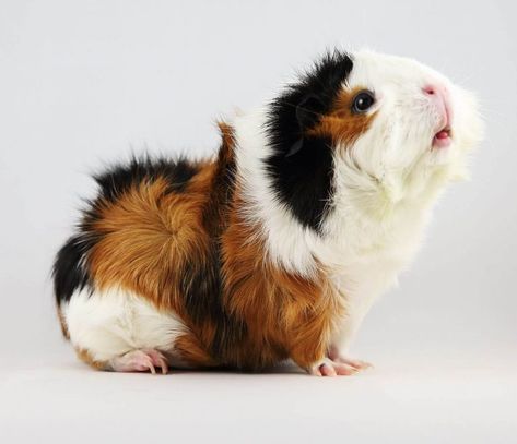 Ultimate Guide About Abyssinian Guinea Pig | Pets Nurturing Guinea Pig Breeding, Pig Pics, Pet Rabbit Care, Guinea Pig Bedding, Pet Guinea Pigs, Guinea Pig Care, Cute Guinea Pigs, Pet Pigs, Cute Piggies