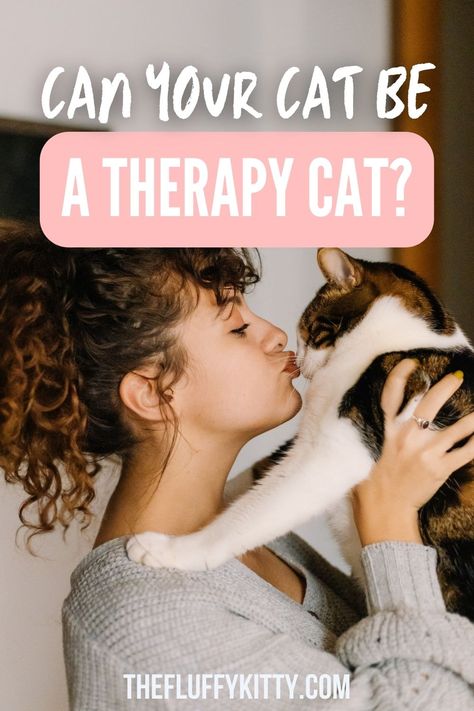 Can My Cat Be A Therapy Cat? - Fluffy Kitty Emotional Support Cat, Kitty Care, Senior Cat Care, Friendly Dog Breeds, Fluffy Kitty, Cat Fluffy, Balinese Cat, Tonkinese Cat, Therapy Cat