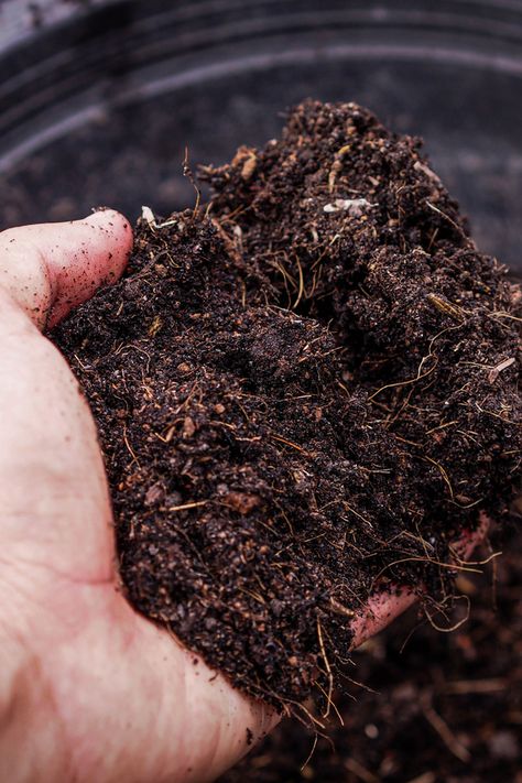 Homemade Compost Bin, Curry Leaf Plant, Glass Gem Corn, Chicken Manure, Bonsai Soil, Growing Cucumbers, Top Soil, Planting Vegetables, Garden Soil