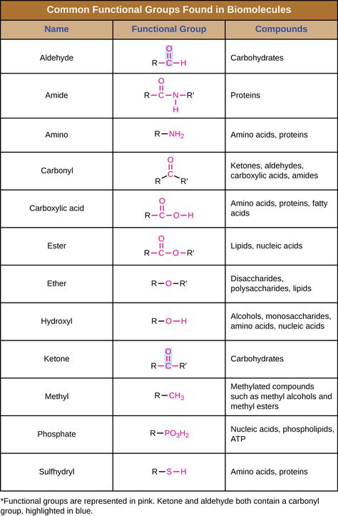 Organic Molecules Biology, Basic Organic Chemistry, Biological Molecules Notes, Biomolecules Notes Chemistry, Inorganic Chemistry Notes, Water Molecule Structure, Functional Groups Organic Chemistry, Chemistry Molecules, Biological Molecules