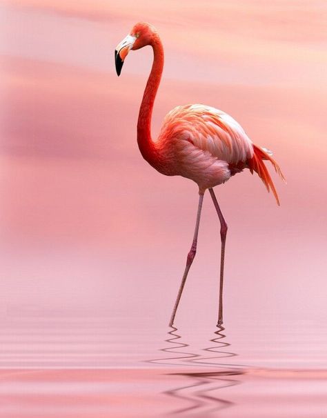 Found on Bing from www.pinterest.com Flamingo Pictures, Flamingo Photo, Fancy Flamingo, Flamingo Wallpaper, Flamingo Painting, Flamingo Bird, Flamingo Art, Soyut Sanat Tabloları, Pink Bird