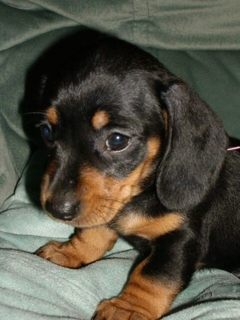 Daschund Puppies, Tan Dachshund, Dachshund Breed, Black And Tan Dachshund, Baby Dachshund, Dachshund Puppies For Sale, Dachshund Puppy Miniature, Weenie Dogs, Dachshund Puppies