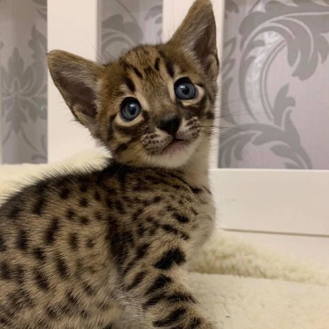 F5 Savannah Cat, F3 Savannah Cat, F1 Savannah Cat, Savannah Cat For Sale, Savannah Kitten, F2 Savannah Cat, Savannah Cat, Savannah, Cats Of Instagram