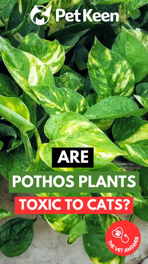 Let’s discuss exactly what a Pothos plant is and why it is toxic to cats. Non Toxic Plants For Cats, Plants Toxic To Cats, Pathos Plant, Toxic To Cats, Toxic Plants For Cats, Pothos Plants, Cat Vet, Cat Plants, Poisonous Plants