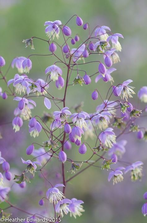 Thalictrum Delavayi, Woodland Gardens, Meadow Garden, Garden Vines, Purple Garden, Meadow Rue, Have Inspiration, Flower Landscape, Garden Photography