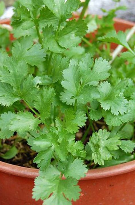 How to Grow Cilantro - Coriander - Home Gardeners Corriander Plant Growing, Coriander Plant At Home, Corriander Plant, Planting Cilantro, Freeze Cilantro, Wallpaper Plants Aesthetic, Herbs For Inflammation, Coriander Plant, How To Grow Cilantro