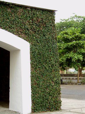 creeping fig - Google Search Fig Ivy Wall, Farmhouse Yard, Balcony Makeover, Creeping Vines, Walled Gardens, Creeping Fig, Yard Inspiration, Backyard Plants, Garden Vines