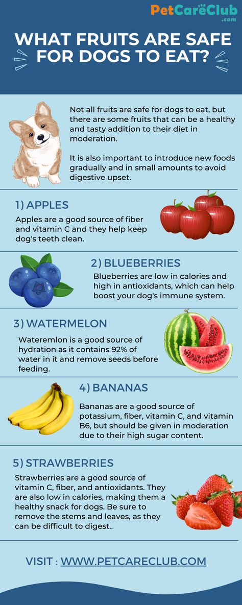 What Fruits are Safe for Dogs to Eat? - PetCareClub Safe Fruits For Dogs, Fruit Dogs Can Eat, Fruits For Dogs, Foods Dogs Can Eat, Treat Business, Dog Teeth Cleaning, Natural Dog Food, Good Source Of Fiber, Dog List