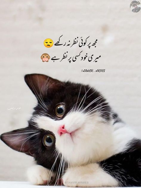 Urdu funny images a4 Eid Jokes, Weird Quotes, Family Love Quotes, Poetry Funny, Urdu Funny Quotes, Urdu Funny Poetry, Funny Quotes In Urdu, Stylish Alphabets, Funny Questions