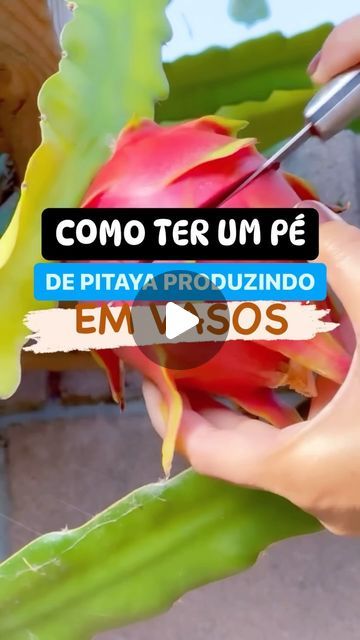 Emerson Aquino Alves on Instagram: ".......  Originária da América Latina, a pitaya, também conhecida como fruta-do-dragão, pertence à família dos cactos e por sua vez se adaptou bem às condições climáticas do território brasileiro. .........  Versátil e fácil de plantar, a pitaya além de agregar valor ornamental no jardim, também oferece lindos e suculentos frutos, que podem ser consumidos frescos ou em doces, geleias, sucos ou, até mesmo, em saladas. ........ Quais os três tipos de pitaya? ......  BÔNUS-— Para a pitaya dar muitos frutos você tem que fazer a poda de produção, se não fizer essa poda talves ela nem produzir. Caso não saiba como fazer me avise aqui nos comentários. ..... ATENÇÃO—— Pé de pitaya precisa muito de nitrogênio pois é uma planta muito verdinha. Então você deve faze Como Plantar Pitaya, On Instagram, Instagram