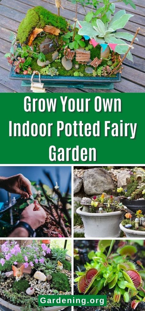 Enjoy your Fairy Garden year-round by building an indoor fairy garden. Here's a how-to including the best plants for your potted fairy garden. Fairy Herb Garden, Indoor Fairy Garden, Large Fairy Garden, Topiary Diy, Fairy Garden Containers, Indoor Fairy Gardens, Fairy Tale Forest, Fairy Garden Ideas, Fairy Garden Plants