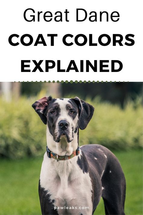 Picking the color of your potential Great Dane can be a really hard choice. During your research, you’ve probably stumbled upon many confusing labels that seem to describe the same color or there seems to be an endless number of Great Dane colors. How can you be certain you’re really describing the color you want to your potential breeder? Or what should you tell others when they ask about your rescued Great Dane? #dogs #dogbreeds #greatdane #dogfacts #greatdanecolor Great Dane Accessories, Great Dane Essentials, Great Dane Merle, Great Dane Training, Great Dane Crate, Great Dane Aesthetic, Great Dane Quotes, Great Dane Lab Mix, Great Danes