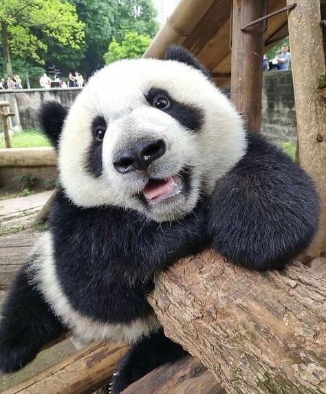 Panda Icon, Pandas Playing, Hello Panda, Baby Panda Bears, Panda Funny, Cute Panda Wallpaper, Panda Love, Cutest Animals