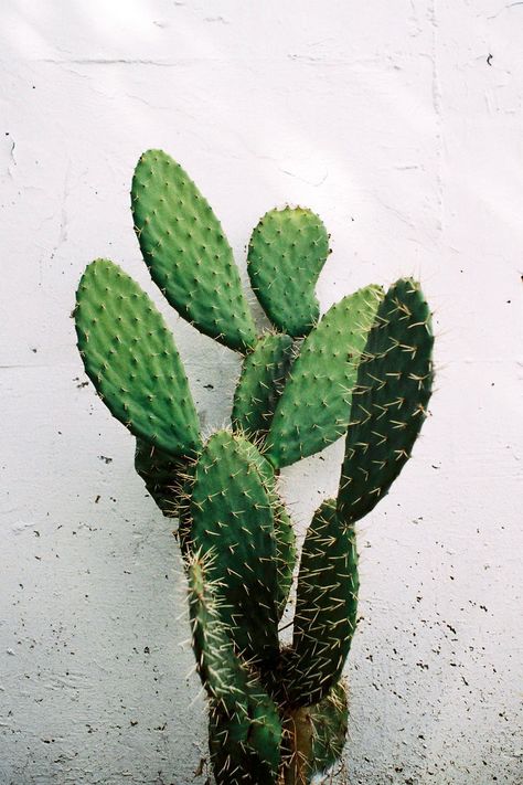 3,000+ Best Cactus Photos · 100% Free Download · Pexels Stock Photos Opuntia Cactus, Light Tree, Cactus Types, Free High Resolution Photos, Media Photography, Green Cactus, Moon Light, Green City, Cactus Plant