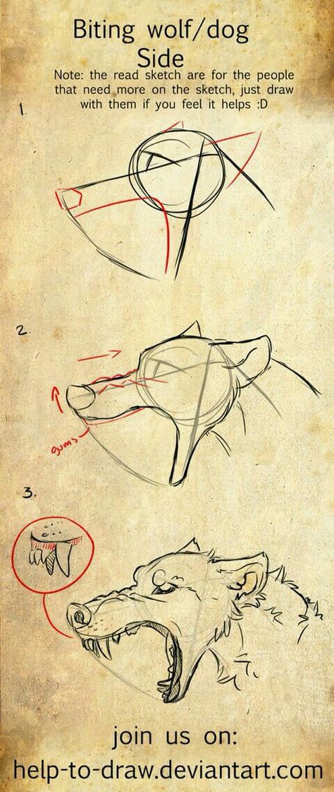 Profile Canine Head Biting Tutorial - Sketch Art By help-to-draw.deviantart.com Drawing Wolf, Step By Step Sketches, Wolf Drawing, Wolf Head, Drawing Skills, Step By Step Drawing, Drawing Poses, Drawing Tips, Drawing Techniques