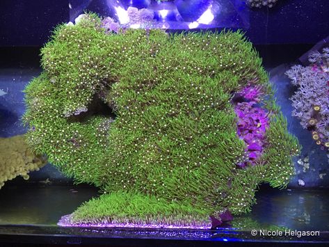 Saltwater Aquarium Beginner, Marine Fish Tanks, Saltwater Aquarium Fish, Coral Tank, Reptile Enclosure, Saltwater Tank, Marine Aquarium, The Reef, Marine Fish